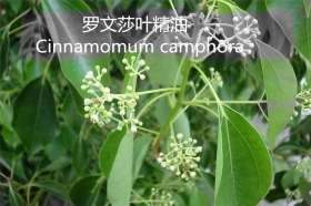 YS羅文莎葉油 | 又叫桉油樟，殺菌防病毒Top1，它適合哪些人群使用？還有哪些功效與作用呢？
