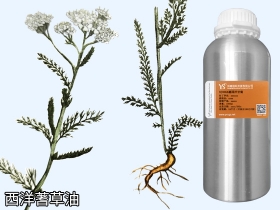 YS西洋蓍草油 | 又叫歐蓍草，最美外傷草藥，它的功效與作用是？
